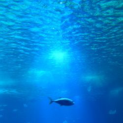 LysKraft Investments & Strategy Advisors